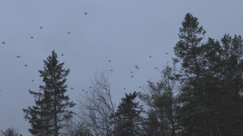 Large crow population returns to roost out of city downtown