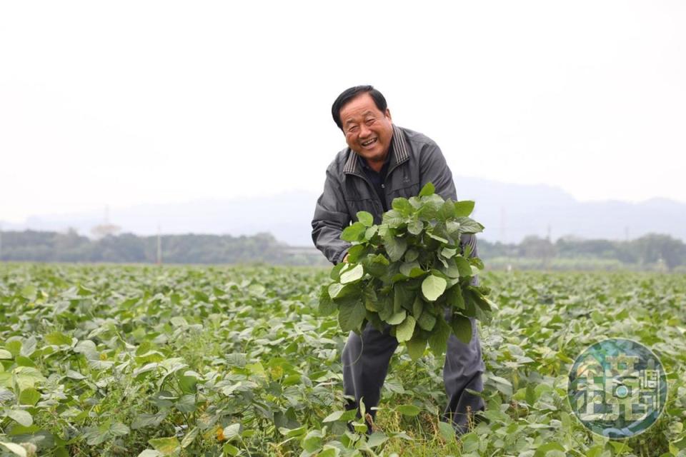 陳榮華拔起一整叢毛豆，臉上是豐收的笑容。