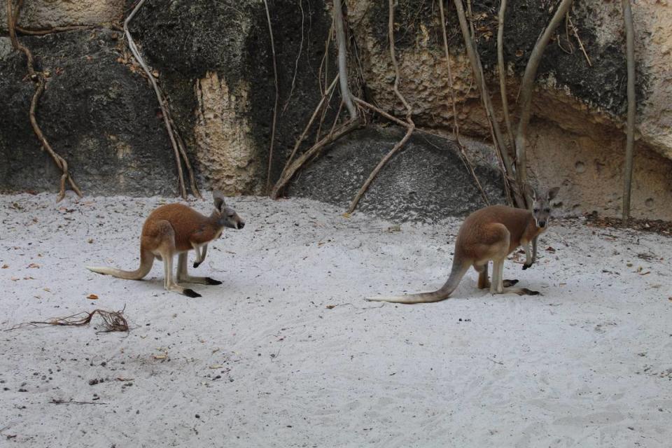 The kangaroos are pictured in their enclosure at Jungle Island, which is closed because of the coronavirus pandemic.