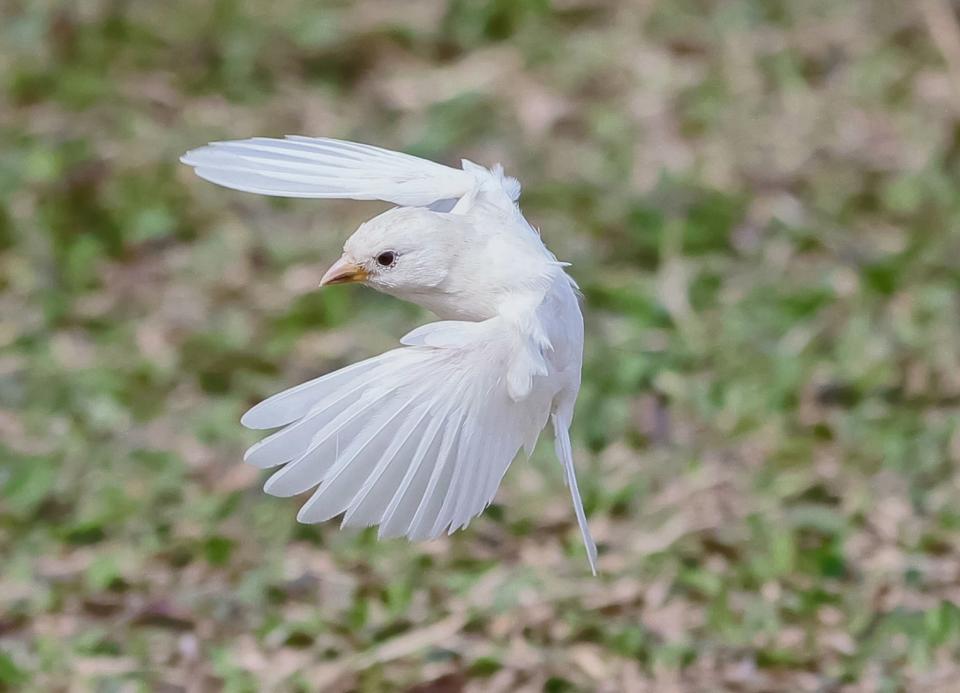 攝影師捕捉到白麻雀振翅一刻，亮白翅膀顯得分外奪目。       （Wai Chan / Facebook 專頁「香港鳥攝研究所 HKBPI」）