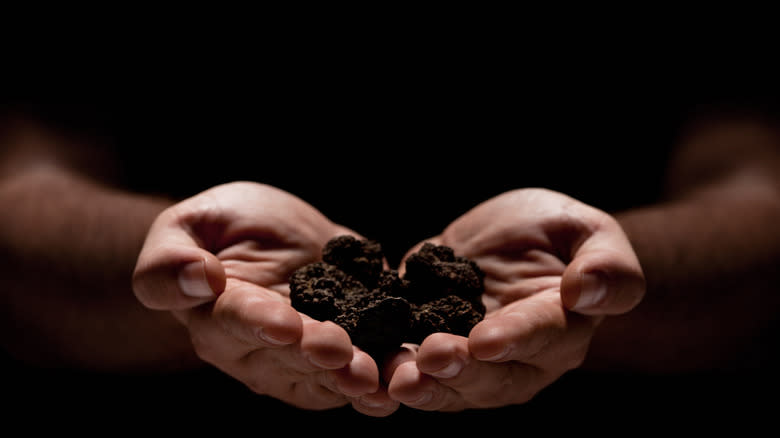 black truffle in a person's two palms