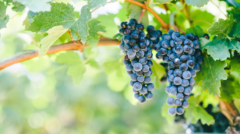 California vineyard grapes