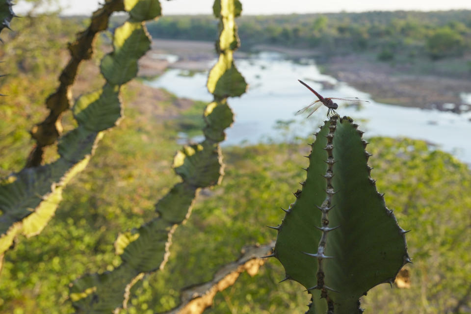 A dragonfly is perched on a cactus plant overlooking the Mwenezi river in Gonarezhou National Park, Saturday, Oct. 28, 2023. In Zimbabwe, recent rains are bringing relief to Gonarezhou, the country's second biggest national park. But elsewhere in the wildlife –rich country, authorities say climate change-induced drought and erratic weather events are leading to the loss of plants and animals. (AP Photo/Tsvangirayi Mukwazhi)