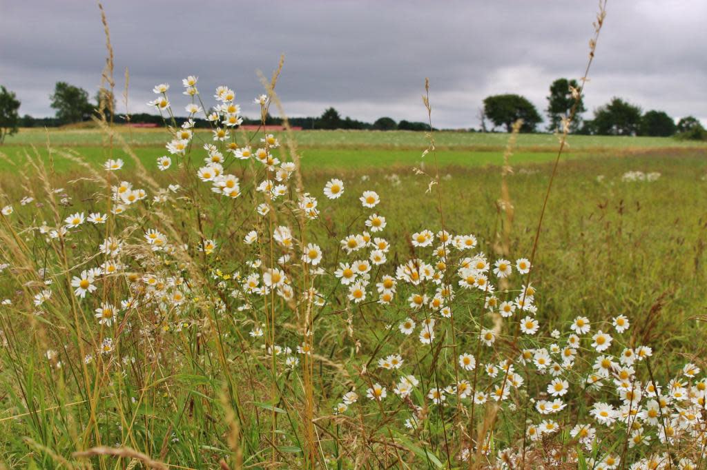 Flowering meadow in the Kinnekulle area, Sweden. Kinnekulle is located on the southeastern shore of Lake Vänern. Götene is also located on the lake’s shores. Alamy Stock Photo