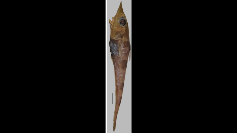 Photos of the Madagascar fish depict it’s large eyes and lips that sit behind it’s protruding snout.