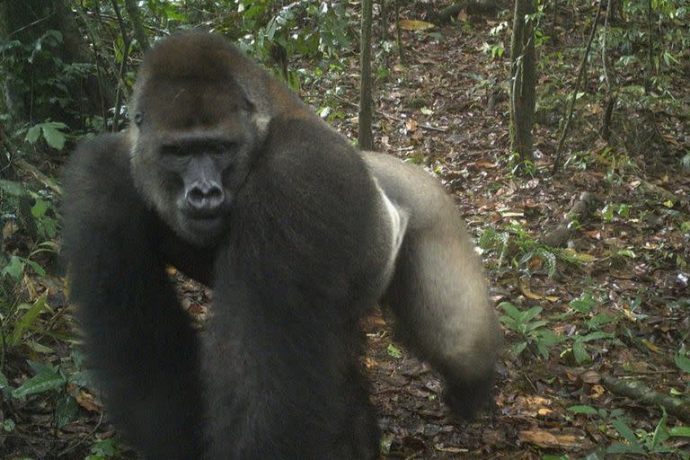 Las imágenes de los gorilas del Río Cross fueron captadas gracias a la colocación de unas 50 cámaras trampa en la región de los monts Mbe, una zona compartida por Nigeria y Camerún