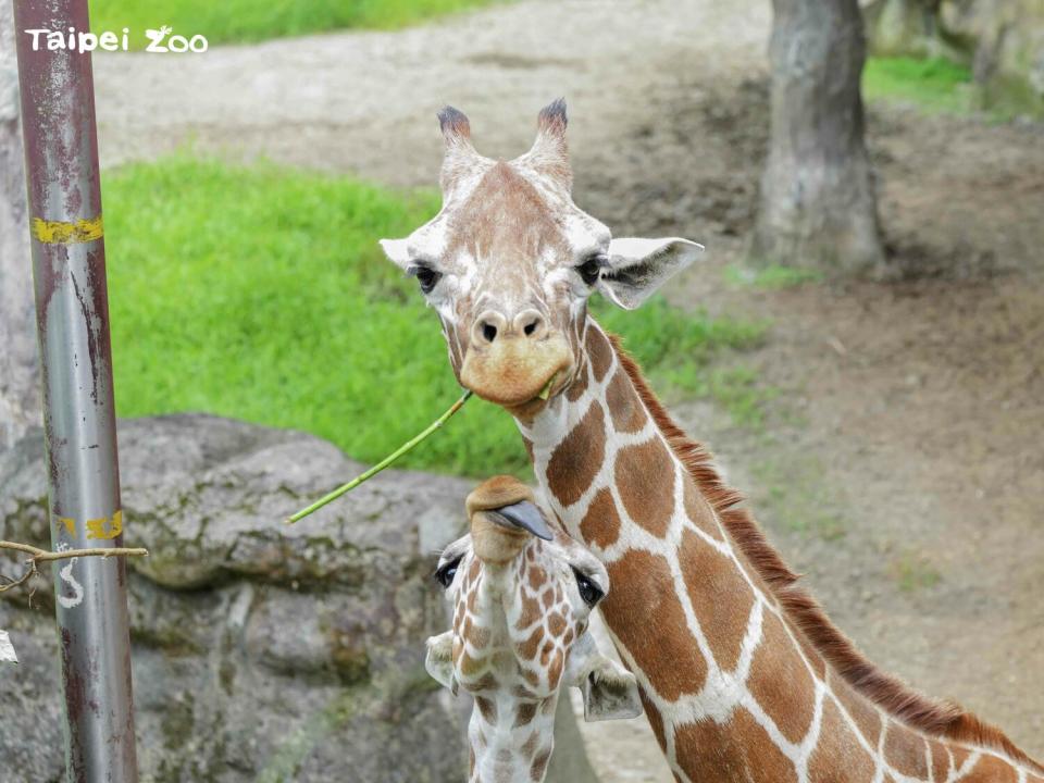 長頸鹿看著攝影鏡頭，留下可愛的吃草畫面。   圖：台北市立動物園／提供