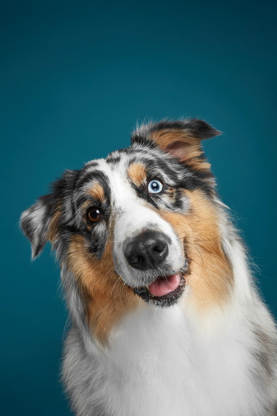 Dog personality portraits