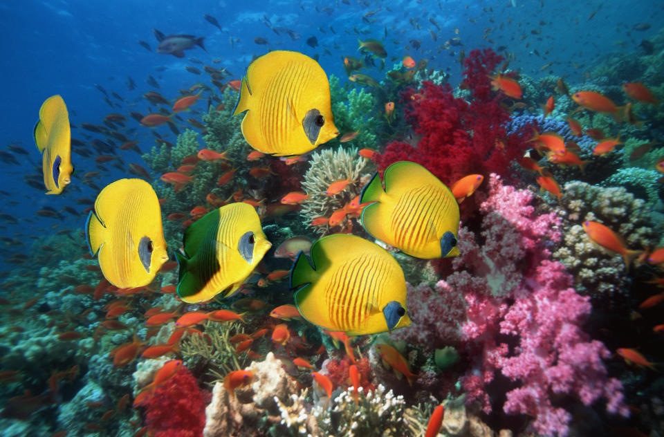 Los arrecifes de corales son espacios vivos, mágicos y proveedores de alimentos y medicinas (Foto:Getty)