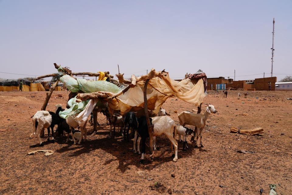 Livestock looks for shade in Djibo, Burkina Faso, Thursday May 26, 2022. African leaders have gathered for a summit in Malabo, Equatorial Guinea, to address growing humanitarian needs on the continent, which is also facing increased violent extremism, climate change challenges and a run of military coups. Leaders on Friday called for increased mobilization to resolve a humanitarian crisis that has left millions displaced and more than 280 million suffering from malnourishment. (AP Photo/Sam Mednick)