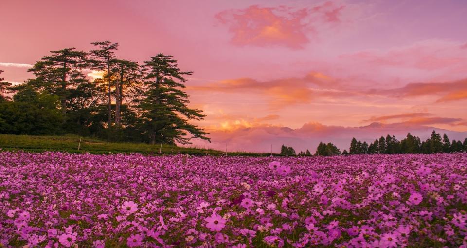 福壽山波斯菊（圖片來源：福壽山農場）