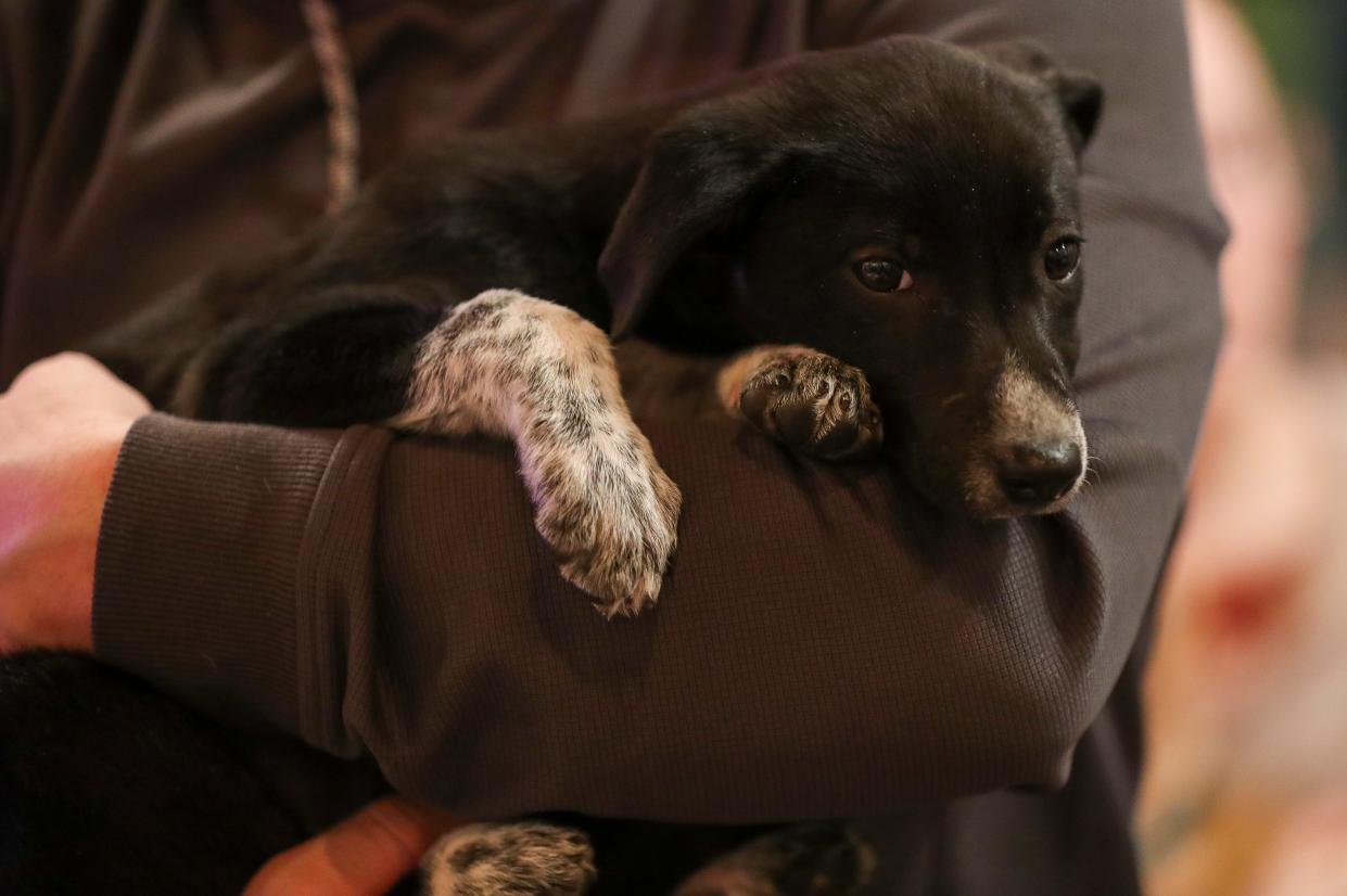 A puppy named Kaylin at Happily Ever After Animal Sanctuary made herself at home in the arms of Phil Layden, Ashwaubenon, during the Shelter Slumber Pawty on April 6.