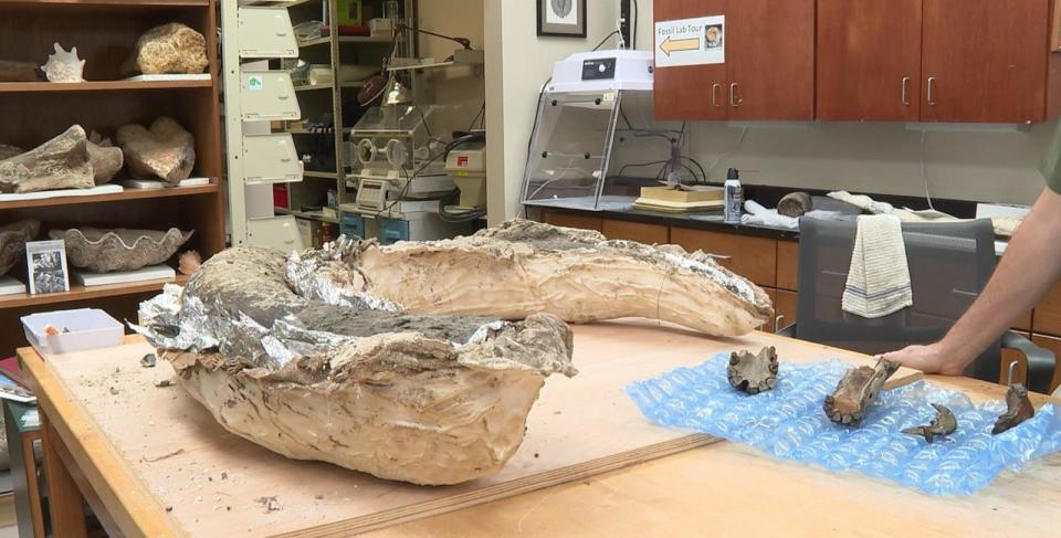 PHOTO: The Columbian mammoth ivory was transferred to the Mississippi Museum of Natural Science for conservation. (WAPT)