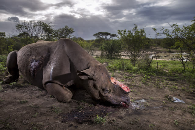 Image of rhino with horn hacked off wins Wildlife Photographer of the Year award