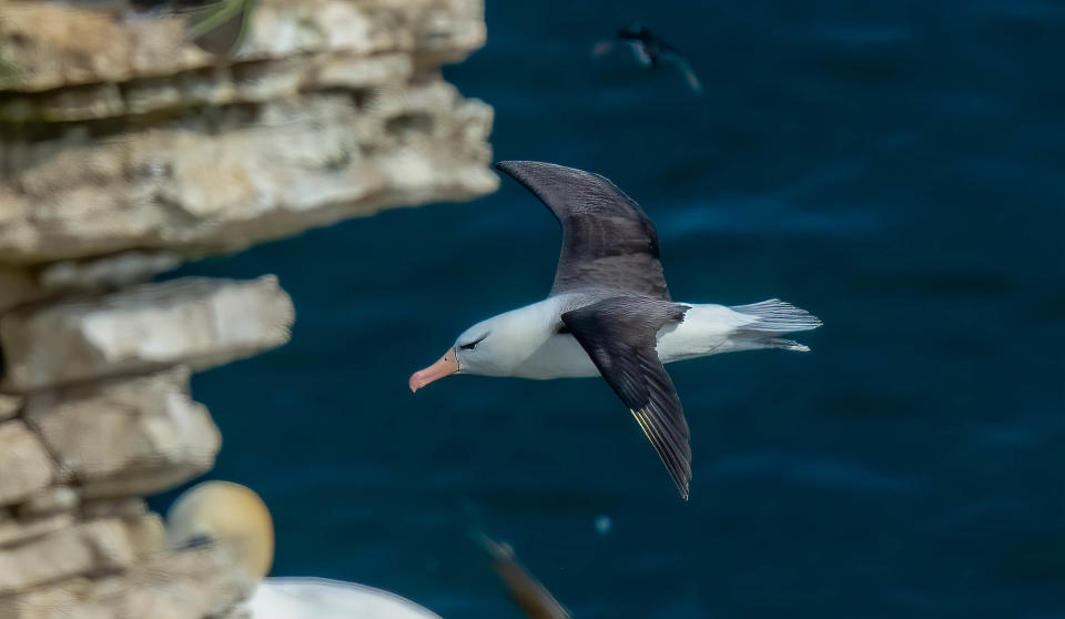 Albie the black billed albatross in flight