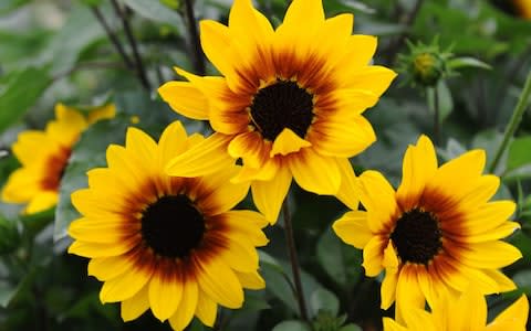 Helianthus annuus 'Sunbelievable Brown Eyed Girl' is propagated by cuttings, - Credit: Thompson & Morgan