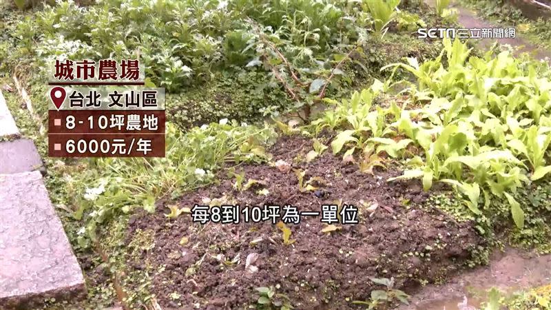 張大哥將自家茶園變成市民農園。