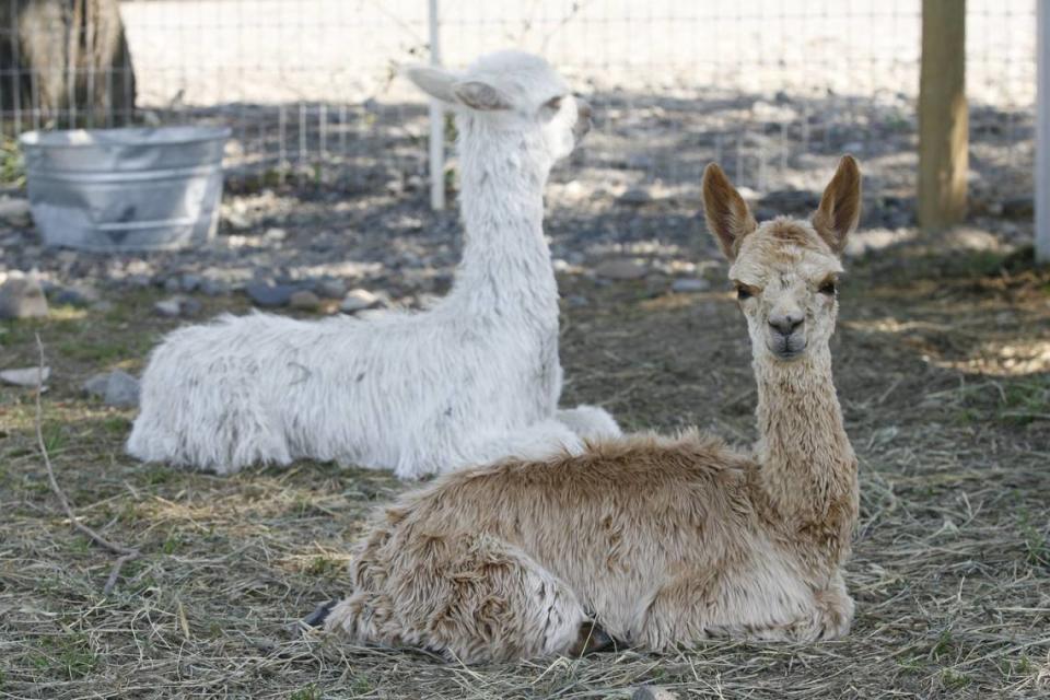 Sandollar Farms in Kennewick breeds suri alpacas and Great Pyreneese dogs. Farm tours are available. 
Kai-Huei Yau/Herald #28