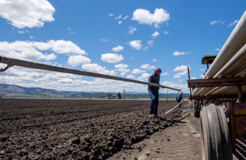 In this file photo, a farmworker picks up an irrigation sprinkler early morning in Salinas, Calif. April 26, 2022.