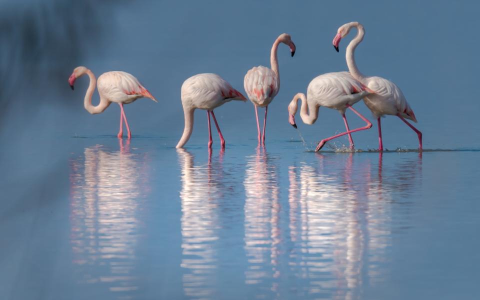 Flamingos are also seen in the region