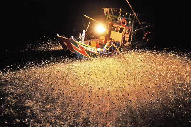 Nächtliches Spektakel auf dem Meer: Tausende zappelnde Fische tummeln sich um dieses Boot – und liefern ein atemberaubendes Bild. Fischer haben eine Fackel angezündet, um die Tiere anzulocken. Jetzt können die Männer aus dem Vollen schöpfen. (Bild: Chang Ming Chih/Mehr Bilder finden Sie hier: <a href="http://ngm.nationalgeographic.com/ngm/photo-contest/2012/entries/recent-entries/" rel="nofollow noopener" target="_blank" data-ylk="slk:National Geographic Photo Contest;elm:context_link;itc:0;sec:content-canvas" class="link ">National Geographic Photo Contest</a>)