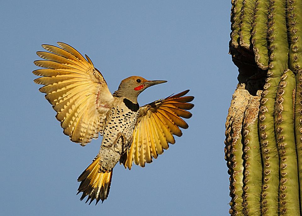 Gilded Flicker, one of the birds that carve cavities into saguaros.