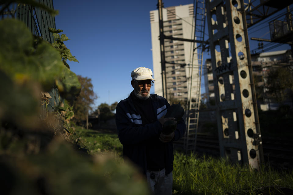 Yaizid Bendaif holds a courgette he picked from a communal garden that lines the highspeed railway which divides the Cite SNCF from the Cite Font Vert in Marseille, southern France, Saturday, Oct. 23, 2021. The day Yaizid Bendaif moved to the Cite SNCF public housing project seven years ago, the first thing he did was ask for permission to turn a small patch of grass outside of his home into a garden. Today, the small communal garden sits between a row of tower blocks and a high-speed railway, and his plot is full with courgettes big and small, radishes the shade of deep violet, and rows of rounded cabbages. (AP Photo/Daniel Cole)