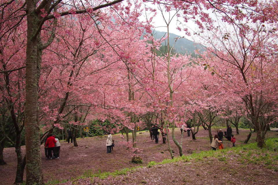 武陵櫻花季(Photo Credit: othree@Flickr, License: CC BY 2.0，圖片來源：https://www.flickr.com/photos/12452841@N00/6788770320)