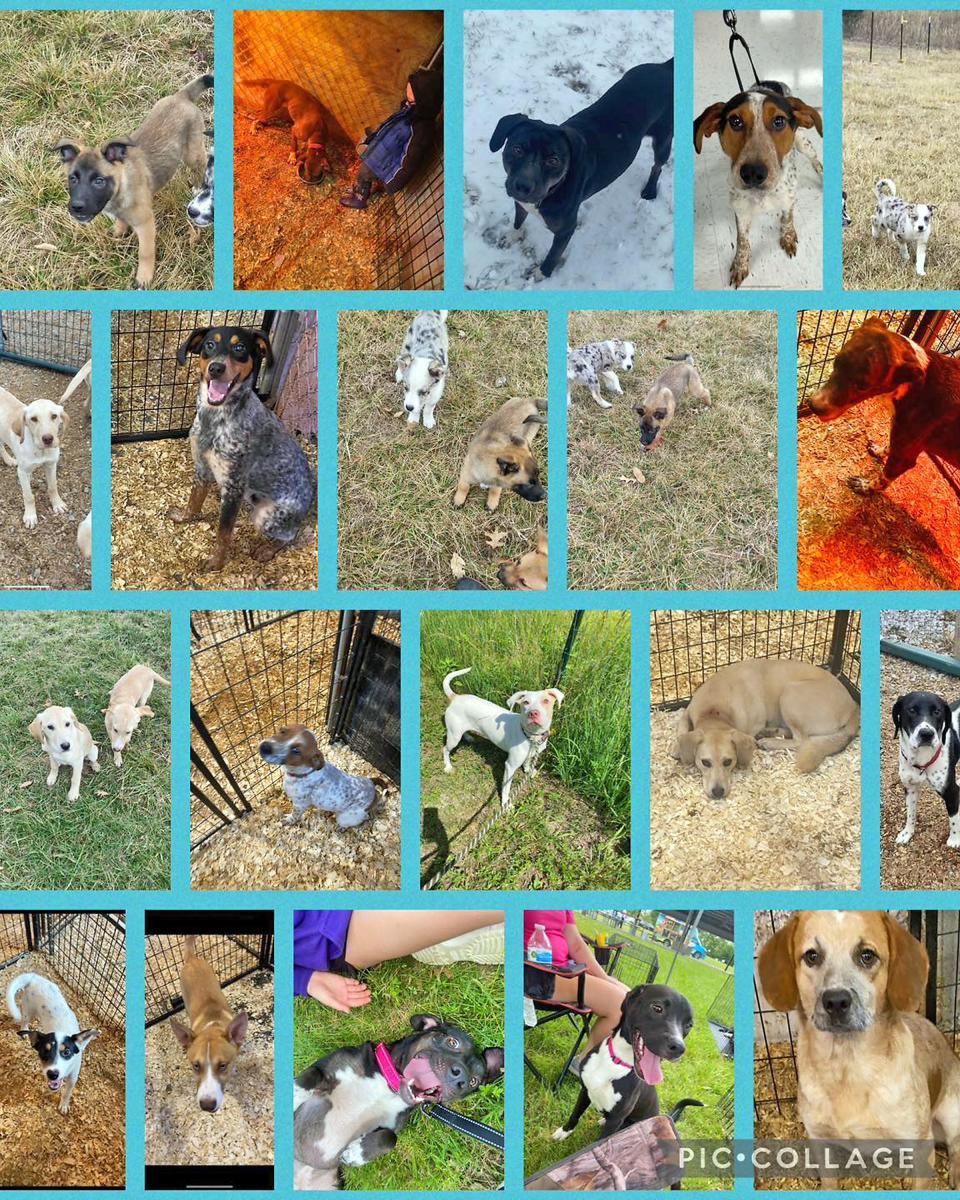 This photo collage depicts the 26 dogs killed in a recent fire that devastated the kennel facility at Little Rays of Sunshine Animal Rescue in Hallsville. Owners have pledged to rebuild after the tragedy and have set up a GoFundMe to pay for the damage. 