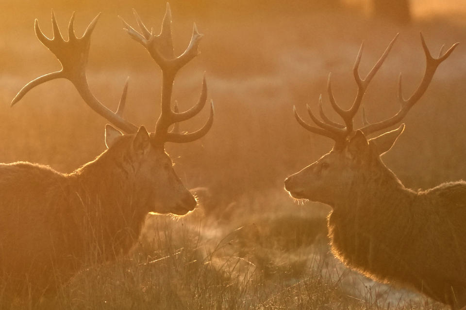 Red Deer in Bushy Park just after sunrise on a frosty morning in London, Thursday, Jan. 11, 2024. Bushy Park on the outskirts of London is home to over 320 red and fallow deer. (AP Photo/Alastair Grant)