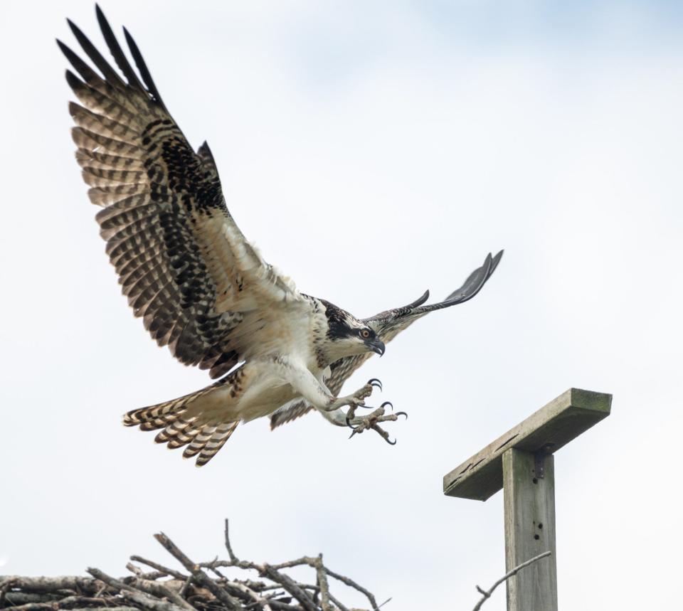 A special pair of fishing hawks called ospreys have arrived at Red-tail Nature Preserve. The photo is of an osprey landing on the nest platform at the nature preserve.