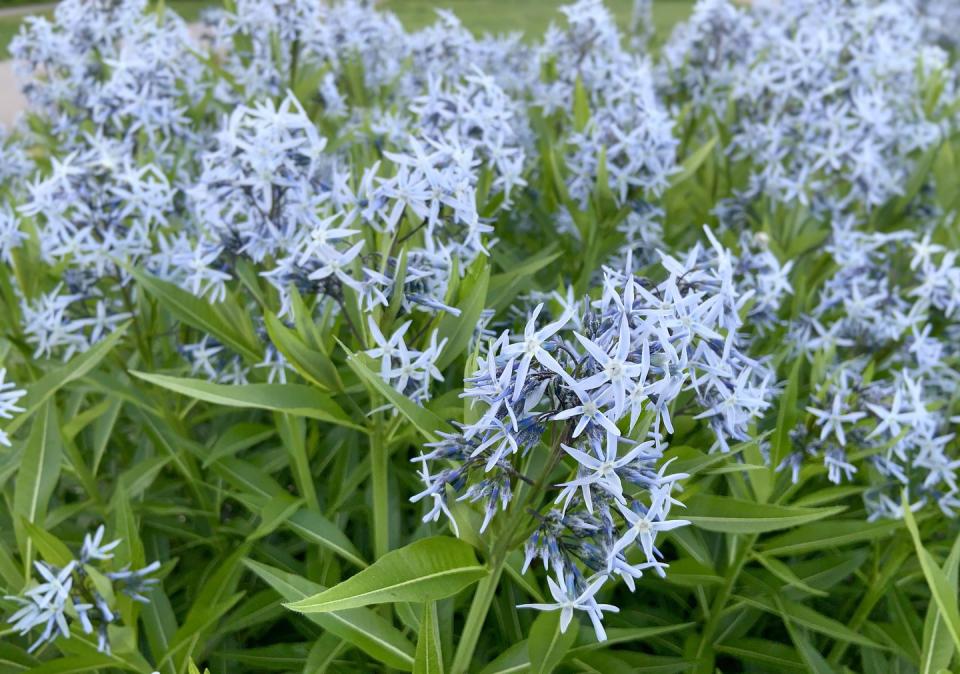 best perennial flowers plants amsonia