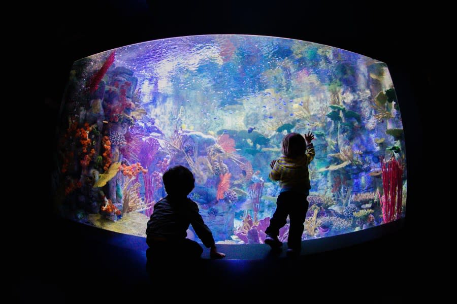 Birch Aquarium at Scripps Institution of Oceanography (San Diego Museum Council)