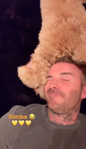 <p>David Beckham/Instagram</p> David Beckham with dog Simba