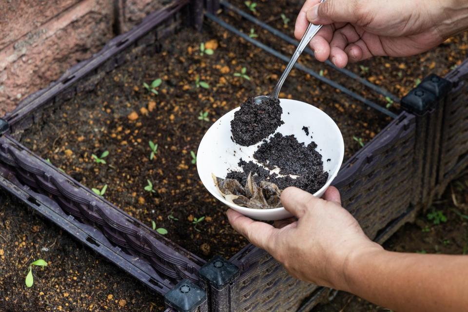 coffee grounds being added to baby vegetables plant as natural organic fertilizer rich in nitrogen for healthy growth