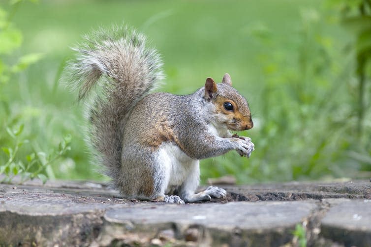 <span class="caption">The introduced grey squirrel has caused native red squirrel decline in the British Isles.</span> <span class="attribution"><a class="link " href="https://www.shutterstock.com/image-photo/cute-grey-squirrel-eating-park-455377972?src=duDGN56W9W-Sj8jK8_jJpg-1-0" rel="nofollow noopener" target="_blank" data-ylk="slk:Vinnikava Viktoryia/Shutterstock;elm:context_link;itc:0;sec:content-canvas">Vinnikava Viktoryia/Shutterstock</a></span>