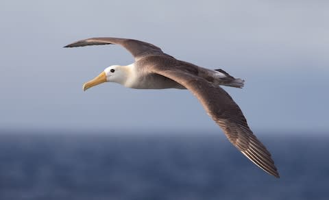 The waved albatross is the largest bird in Galapagos - Credit: ISTOCK