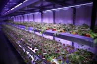 An indoor hydroponic growing system is seen at an urban farm in Singapore June 20, 2017. REUTERS/Thomas White