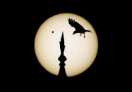 A bird comes in to land on top of one of the domes of the landmark Taj Mahal as Venus passes in front of the sun. Stargazers from across the globe looked on in awe as Venus passed in front of the sun - a once-in-a-lifetime spectacle that won't be observed again for another 105 years.