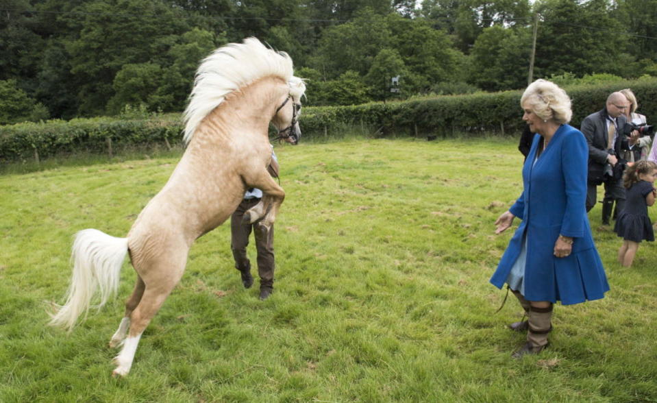 Camilla, Duchess of Cornwall, watches a pony demonstration at Blaenau Mawr Farm, Wales - July 7, 2016 (Rex)