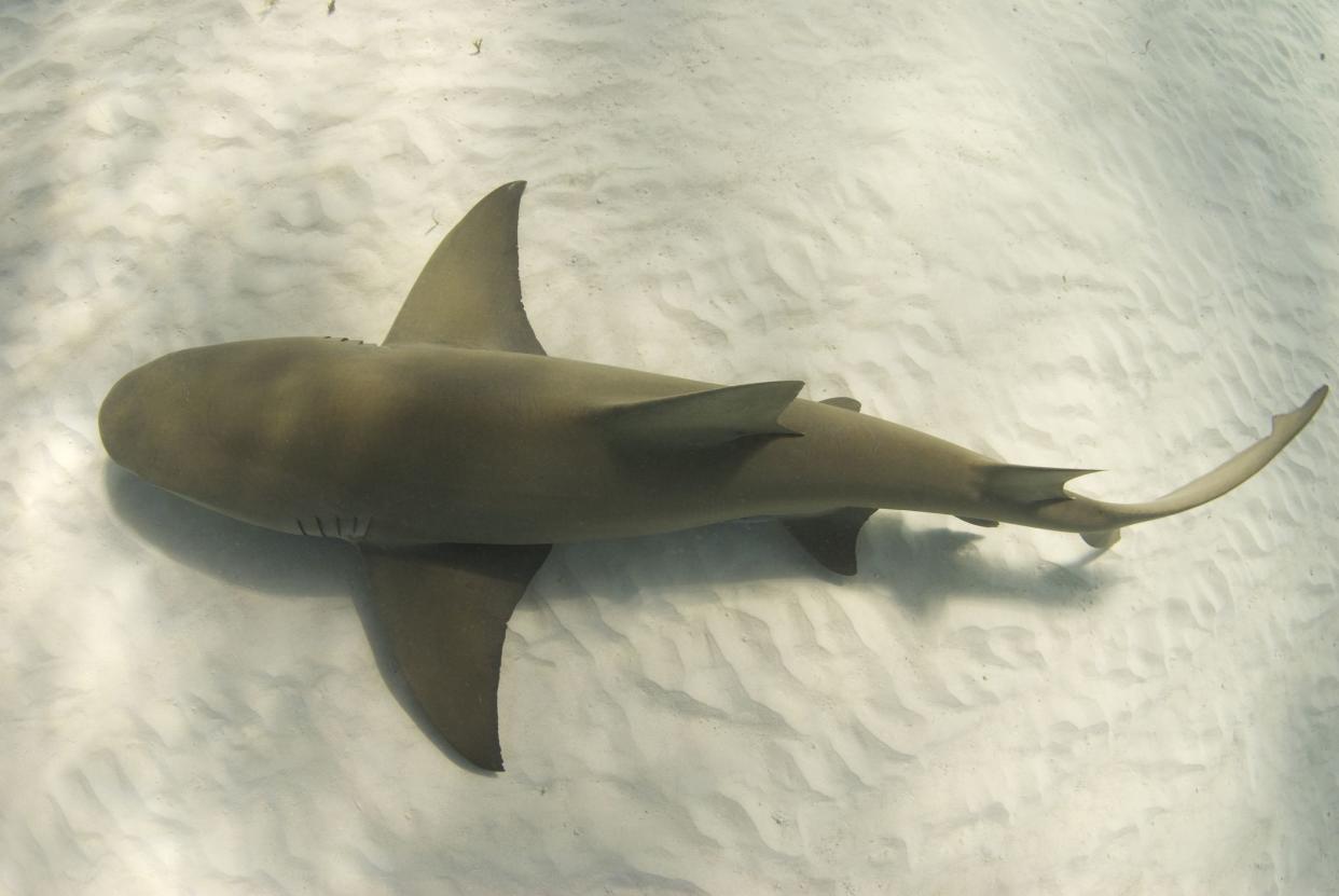 A lemon shark (Negaprion brevirostris) passes underneath along the ocean floor