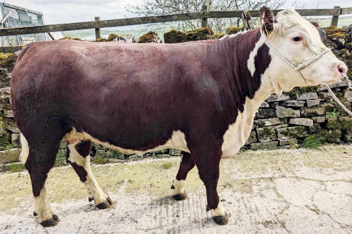 The Boothmans’ 1,550gns top price Halton 1 Isabel at CCM Skipton’s Craven Native Day sale. <i>(Image: Robin Moule)</i>