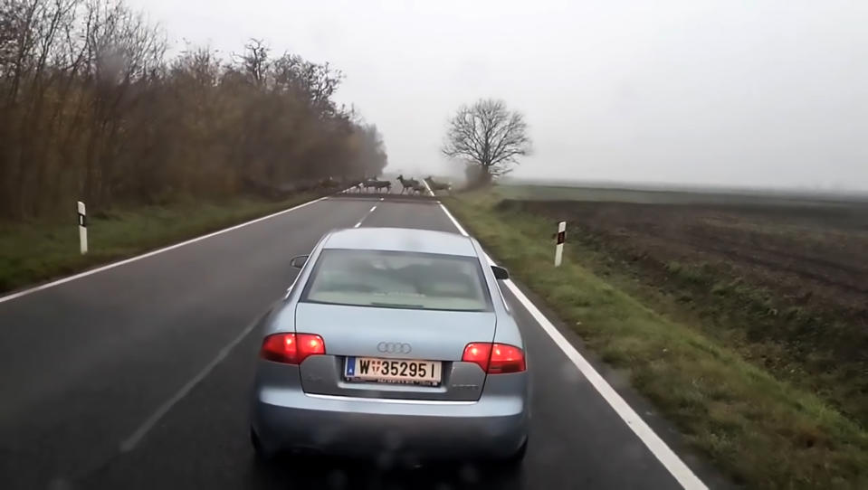 The huge number of animals was captured by one motorist’s dashcam (CEN)