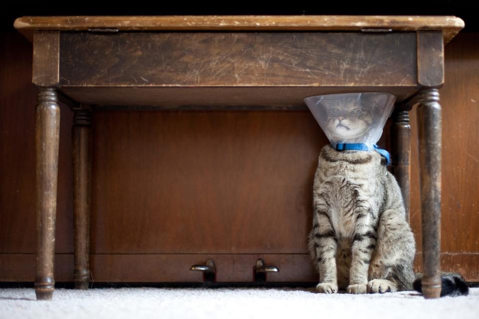 Frightened striped cat with medical cone on head sits under wooden piano bench