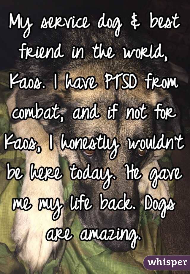 My service dog & best friend in the world, Kaos. I have PTSD from combat, and if not for Kaos, I honestly wouldn't be here today. He gave me my life back. Dogs are amazing. 