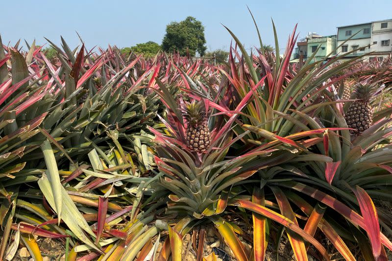 FILE PHOTO: Pineapples grow in a field in Kaohsiung