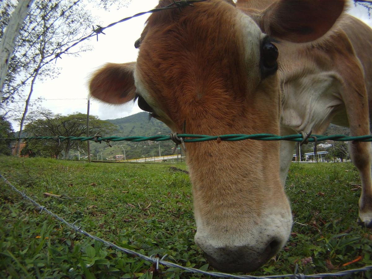 Going bigger! Big scale dairy farming a main trend in China - Dairy Global