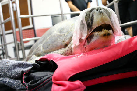 Omsin, a 25 year old femal green sea turtle, rests after a surgical operation to remove coins from her stomach at the Faculty of Veterinary Science, Chulalongkorn University in Bangkok, Thailand March 6, 2017. REUTERS/Athit Perawongmetha