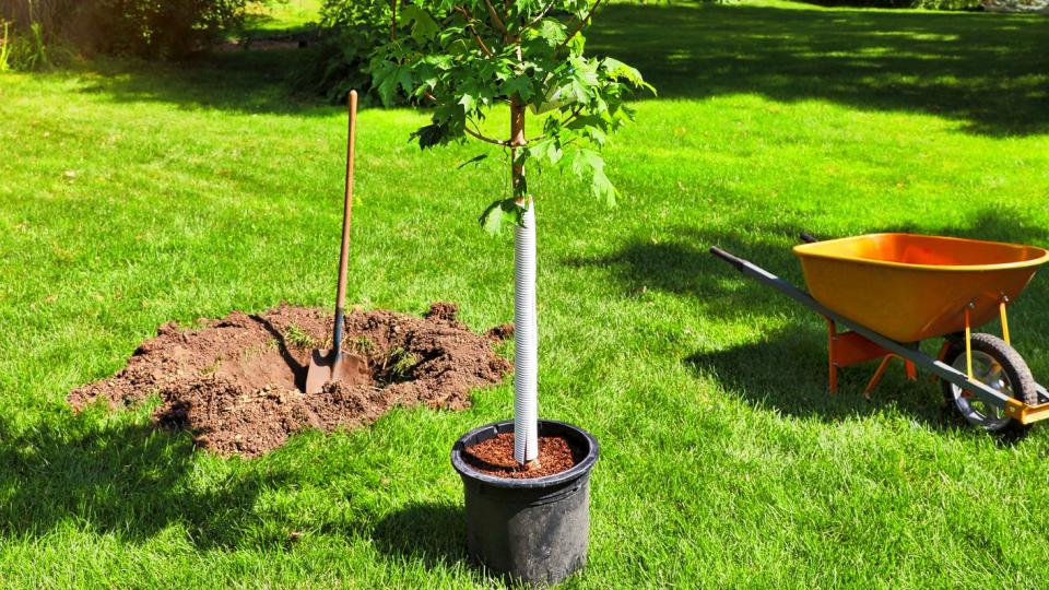 trees add value planting a tree