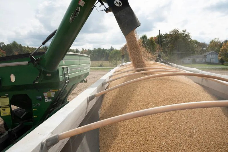 Grains fall in Chicago following export sales data